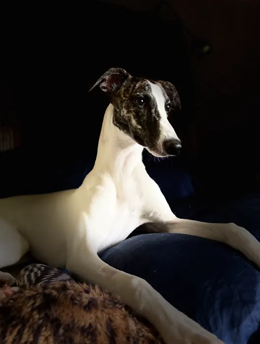 Lance Animal Hospital Picture 8