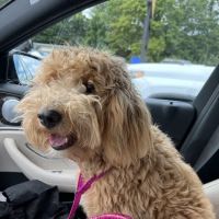 Murrayville Veterinary Clinic ico