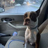 Blue Waters Animal Hospital ico