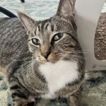 Saint Francis Animal Hospital