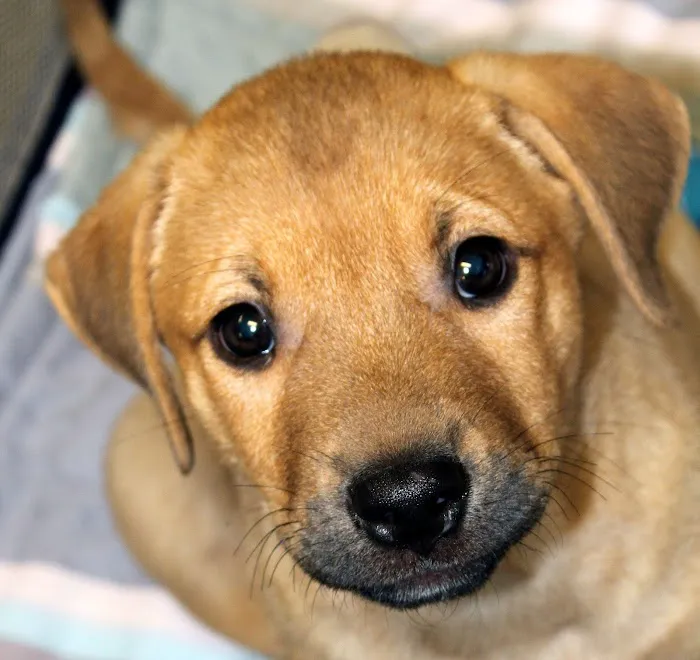 Saint Francis Animal Hospital Picture 10