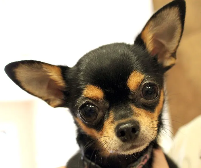Saint Francis Animal Hospital Picture 9