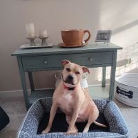 Waterway Animal Hospital ico