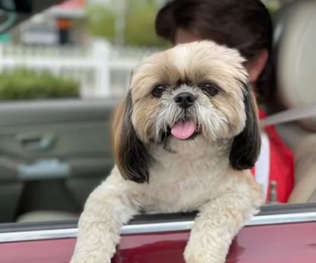 Kind Care Animal Hospital