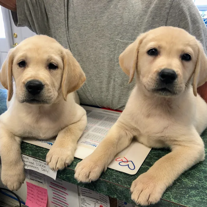 Kind Care Animal Hospital Picture 10