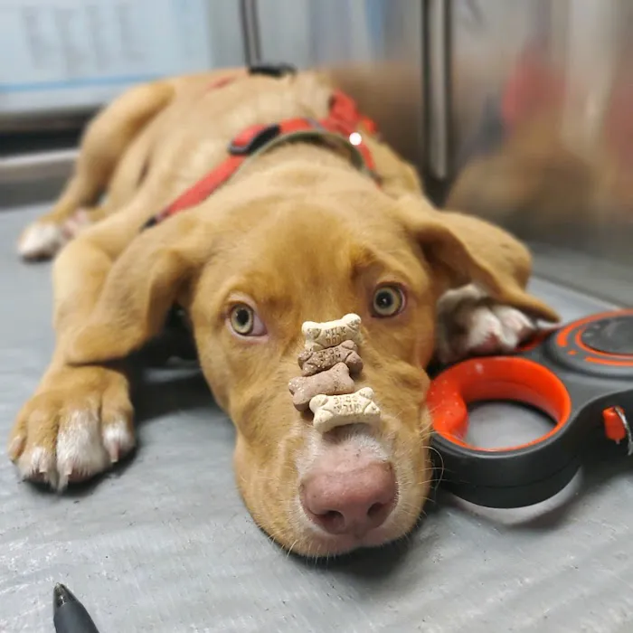Kind Care Animal Hospital Picture 9