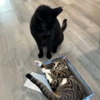 Banfield Pet Hospital ico