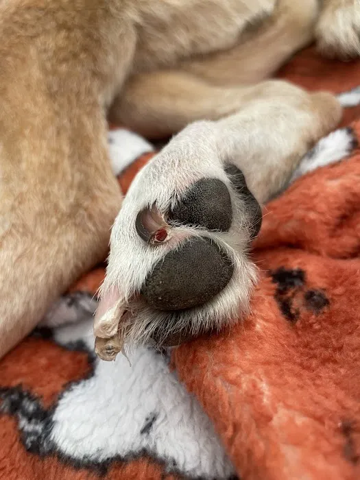 Banfield Pet Hospital Picture 5