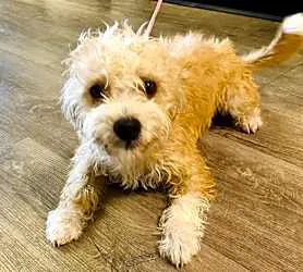 North Myrtle Beach Animal Shelter Picture 1