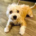 North Myrtle Beach Animal Shelter