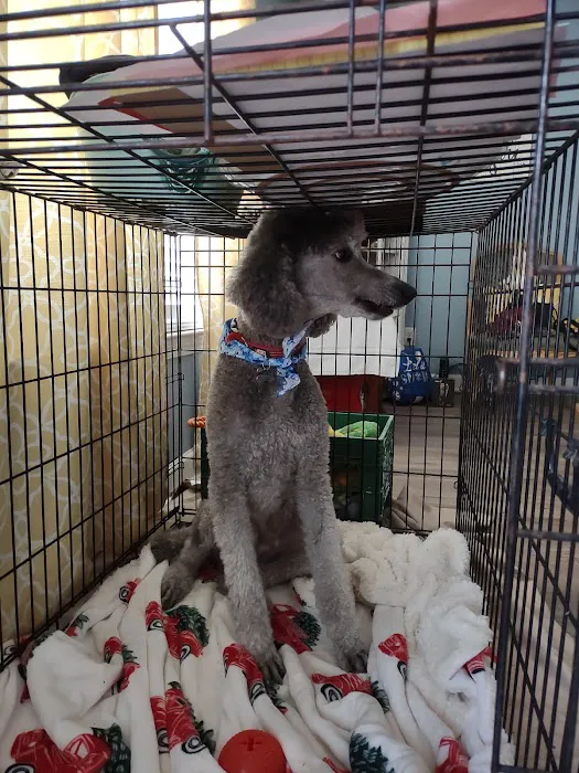 Paws Inn Kennels & Pet Center Picture 1
