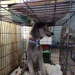 Paws Inn Kennels & Pet Center