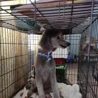 Paws Inn Kennels & Pet Center ico