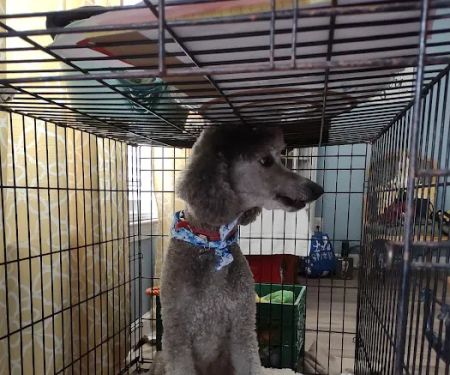 Paws Inn Kennels & Pet Center