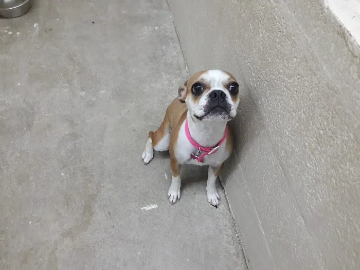 Paws Inn Kennels & Pet Center Picture 6
