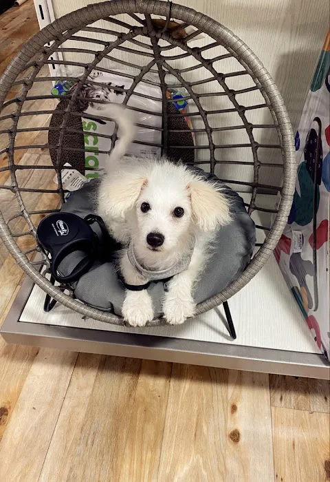 Paws Inn Kennels & Pet Center Picture 2