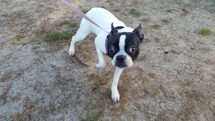 Paws Inn Kennels & Pet Center Picture 5