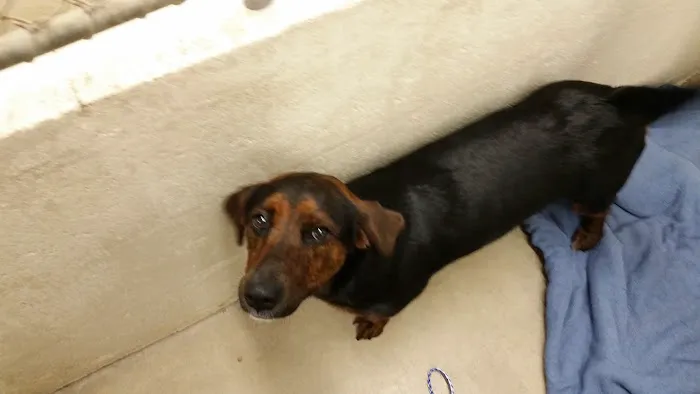 Paws Inn Kennels & Pet Center Picture 7