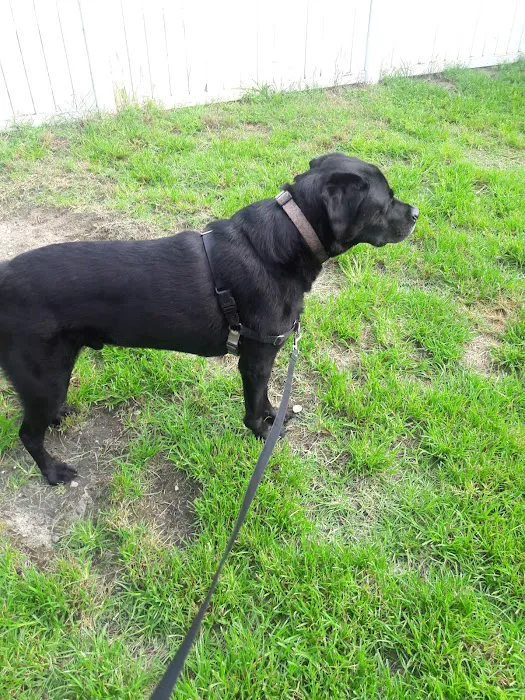Paws Inn Kennels & Pet Center Picture 10