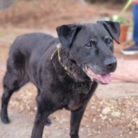 Southern Veterinary Hospital ico