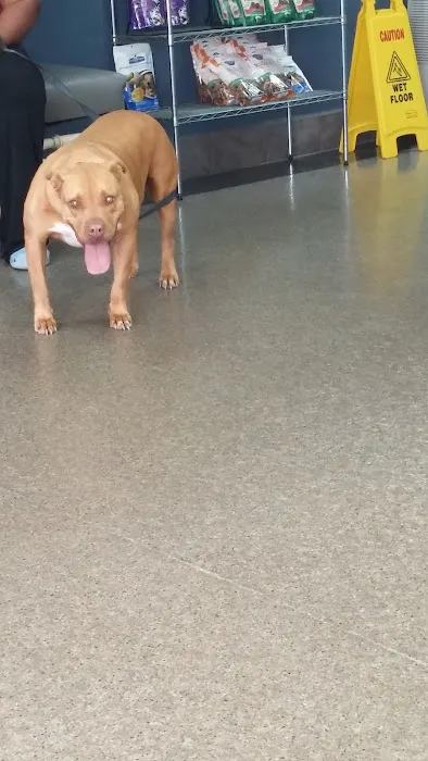 Southern Veterinary Hospital Picture 10