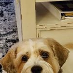 Valley Veterinary Clinic