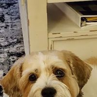Valley Veterinary Clinic ico