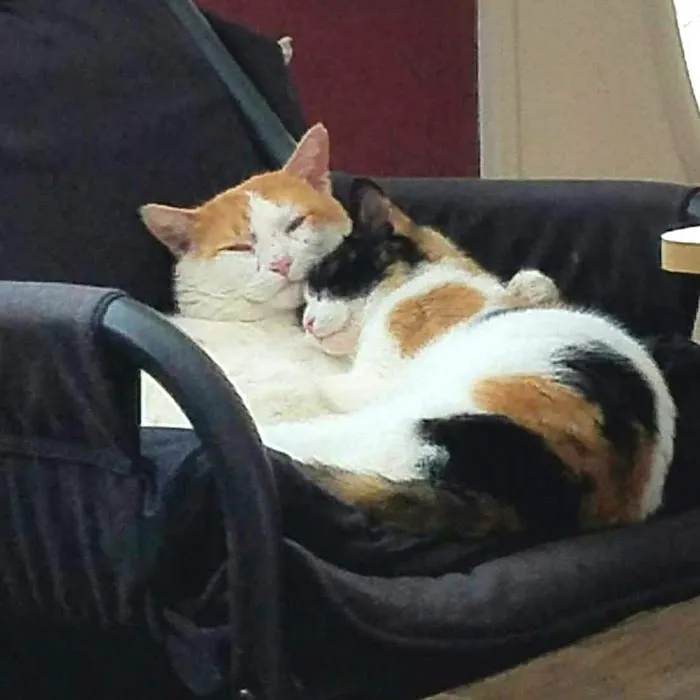 Valley Veterinary Clinic Picture 8