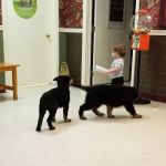 Appalachian Animal Hospital