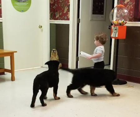 Appalachian Animal Hospital