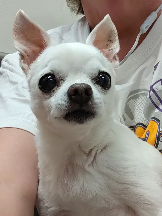 Village Veterinary Hospital Picture 2