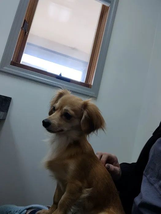Village Veterinary Hospital Picture 7