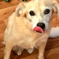 Countryside Veterinary Services ico