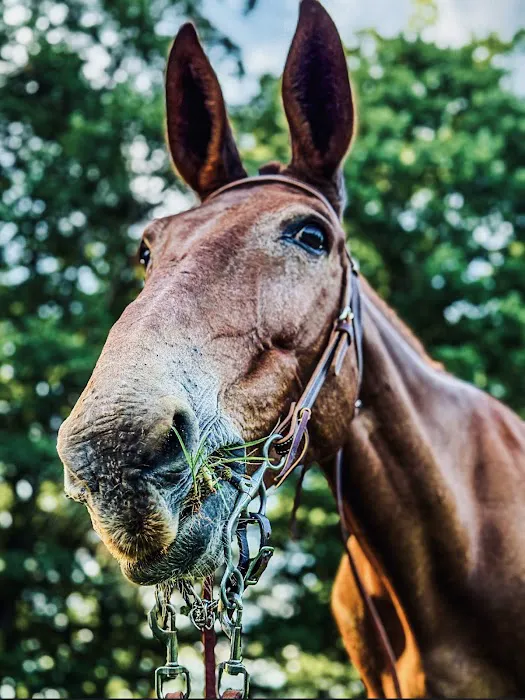 Countryside Veterinary Services Picture 7