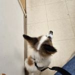 Banfield Pet Hospital