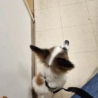 Banfield Pet Hospital ico