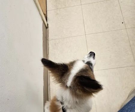 Banfield Pet Hospital