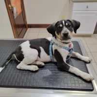Southwind Animal Hospital ico