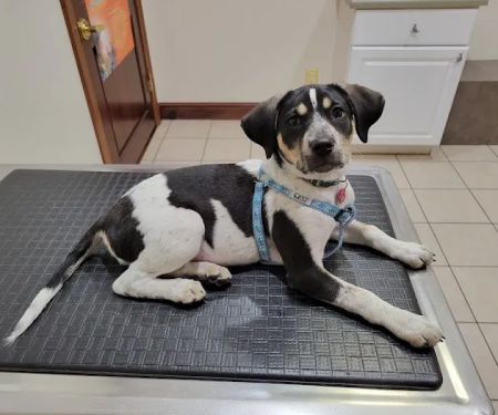 Southwind Animal Hospital