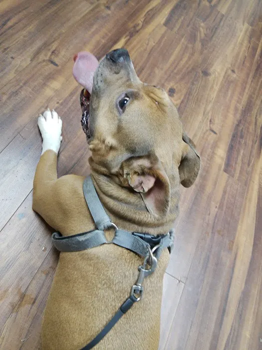 Southwind Animal Hospital Picture 8