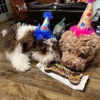 My Pet's Animal Hospital ico