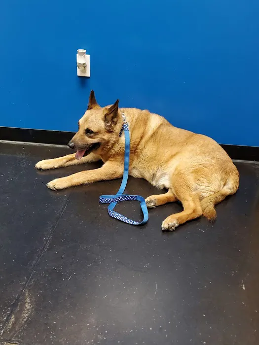 My Pet's Animal Hospital Picture 8
