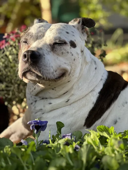 My Pet's Animal Hospital Picture 9