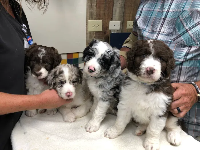 Sale Creek Veterinary Services Picture 1