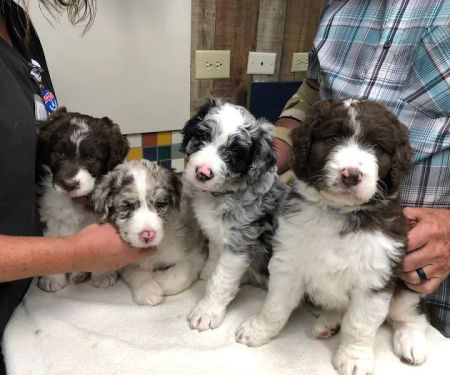 Sale Creek Veterinary Services