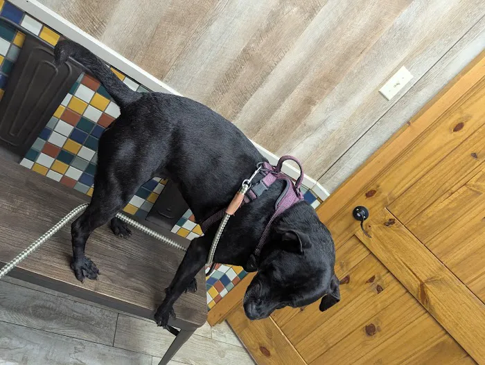 Sale Creek Veterinary Services Picture 8