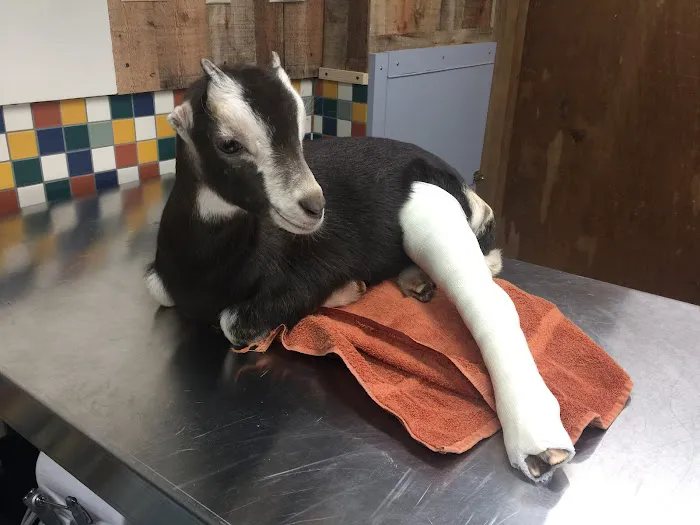 Sale Creek Veterinary Services Picture 6