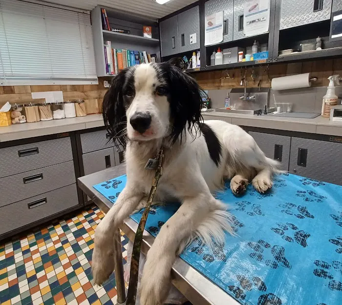 Sale Creek Veterinary Services Picture 5