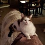 Mountain Top Veterinary Services