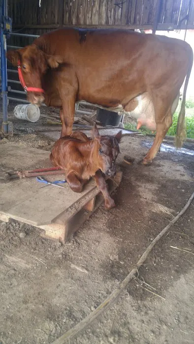 Tyree Veterinary Services Picture 7